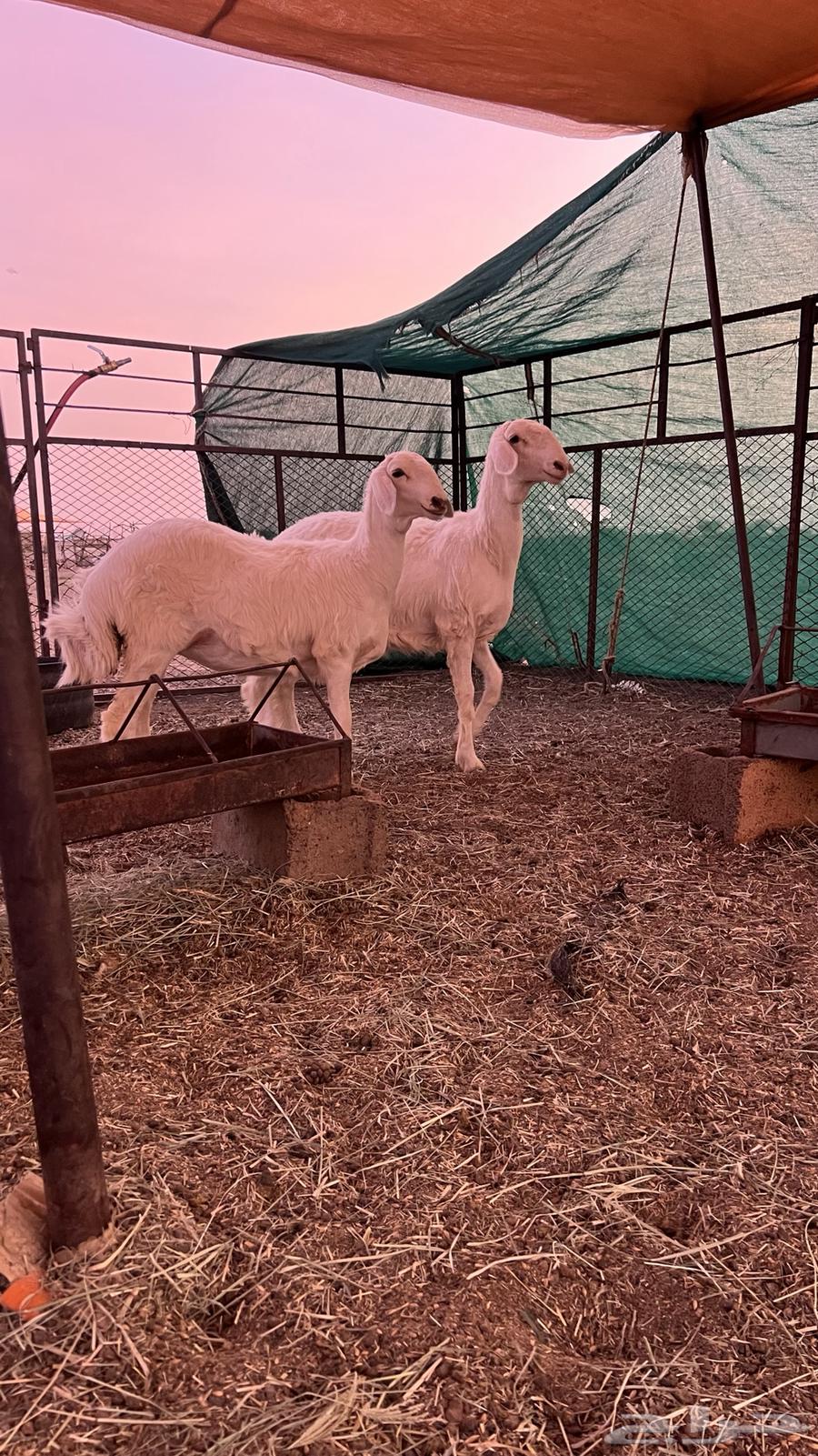 للبيع رخال حريات64515864158081111