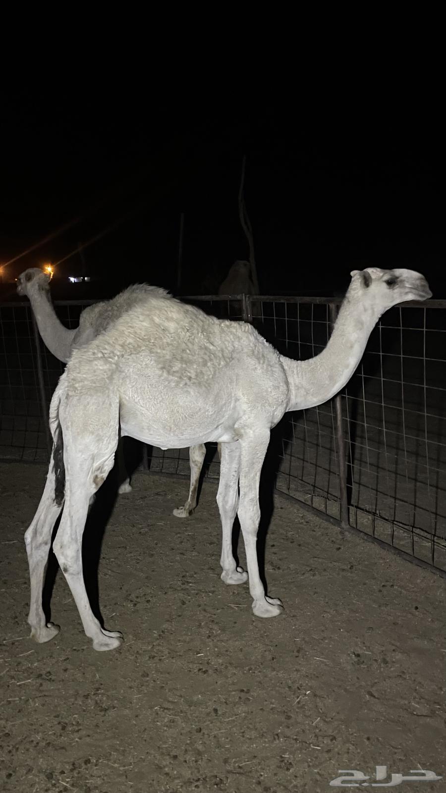 قعدان للبيع64509307197058113