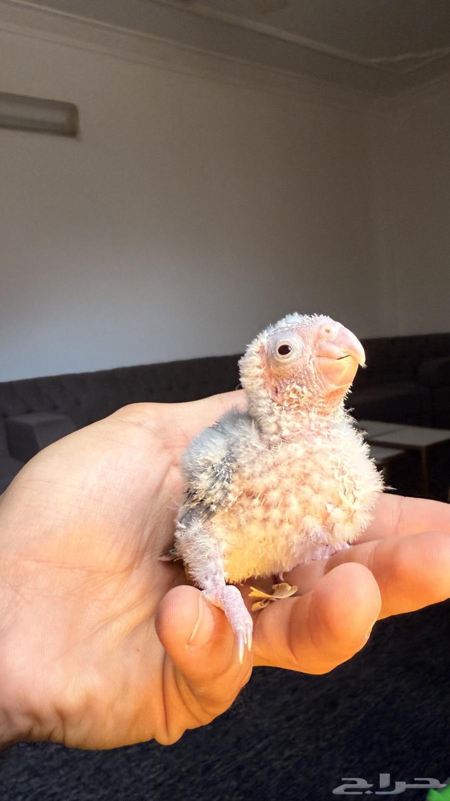 فروخ كنيور للبيع او للبدل المناسب64504283064833112