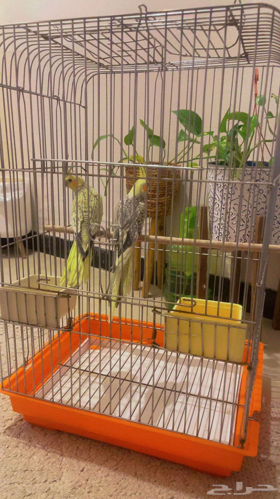 2 كروان أليف ومفطوم شامل القفص تم البيع64504064514563111