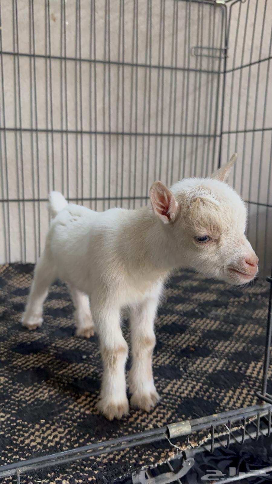 Dwarf goat64505791116673112