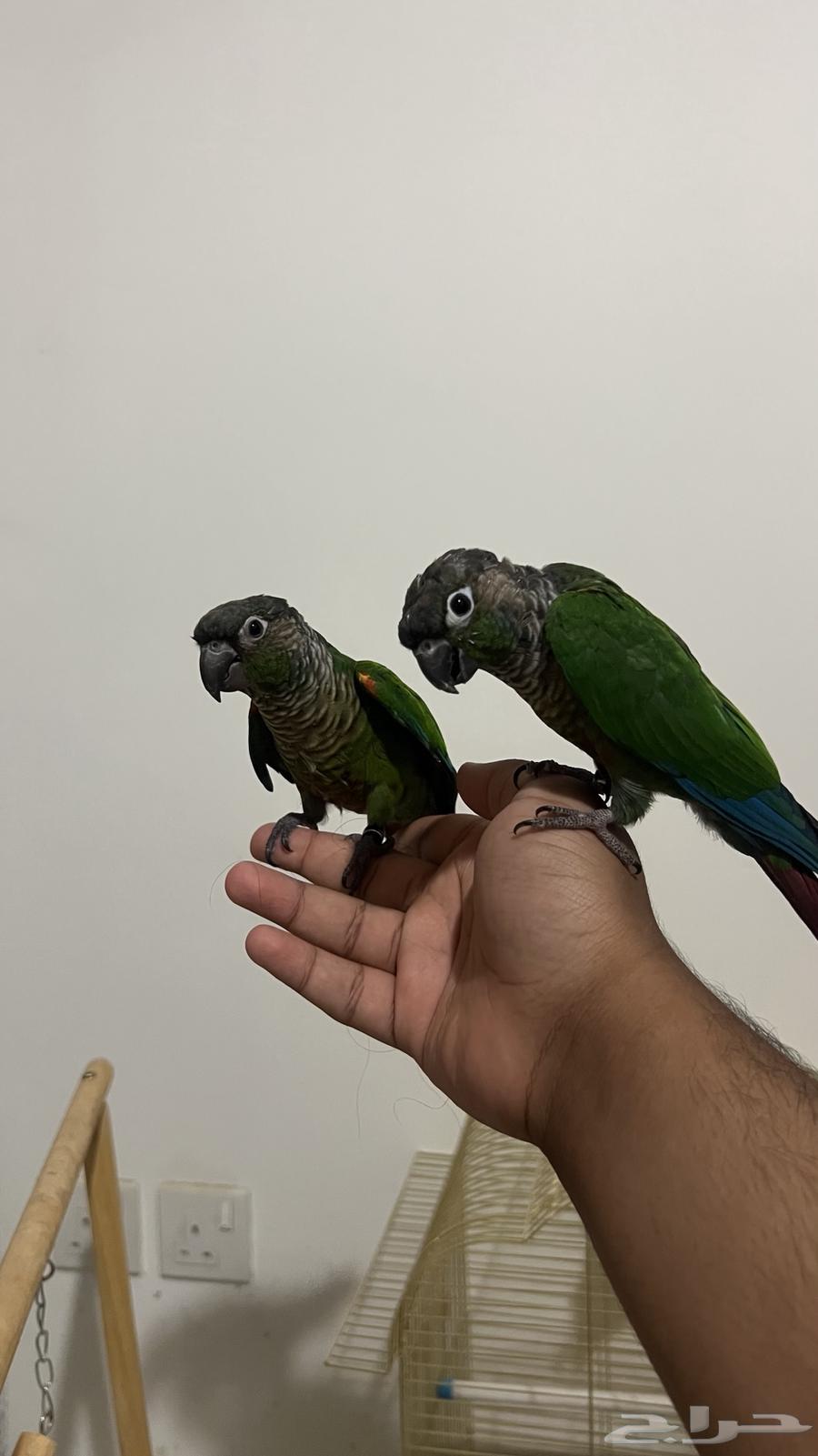Knier Green Cheek Conure Parrot, Tames All and Lies on Its Back64506461063298114