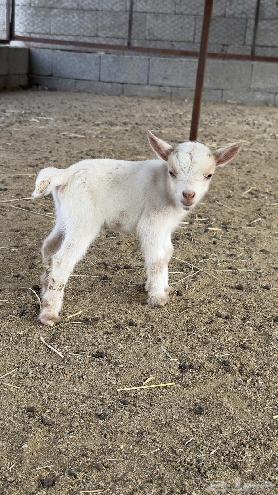 Dwarf goat64505791116673110
