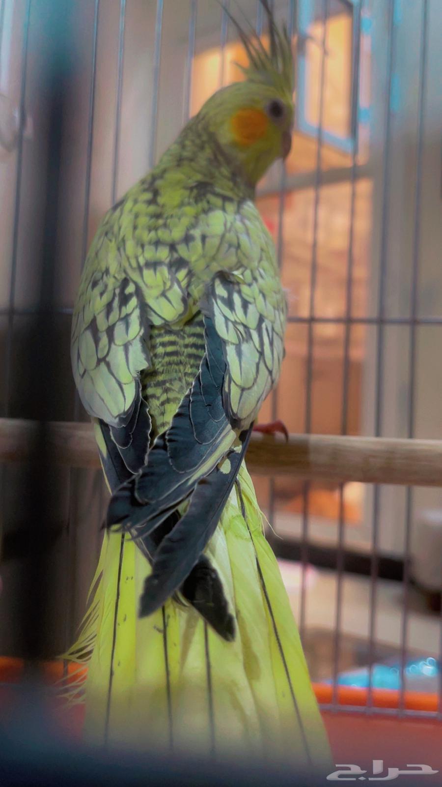 2 كروان أليف ومفطوم شامل القفص تم البيع64504064514563110