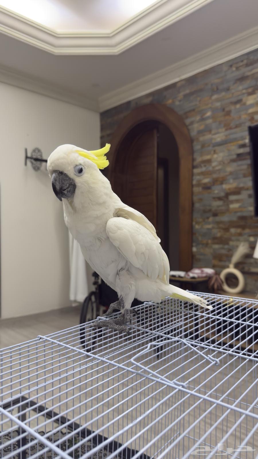 كوكاتو سلفر ( 9شهور ) تم البيععع64506760814723111