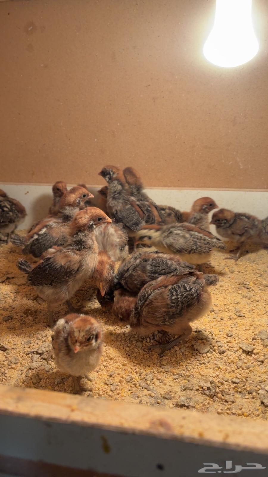 تم البيع الله يبارك للمشتري بعد ريشه64503486801155111