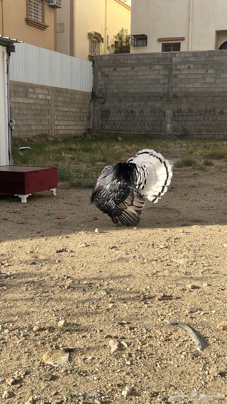 تم البيع64497648319106110