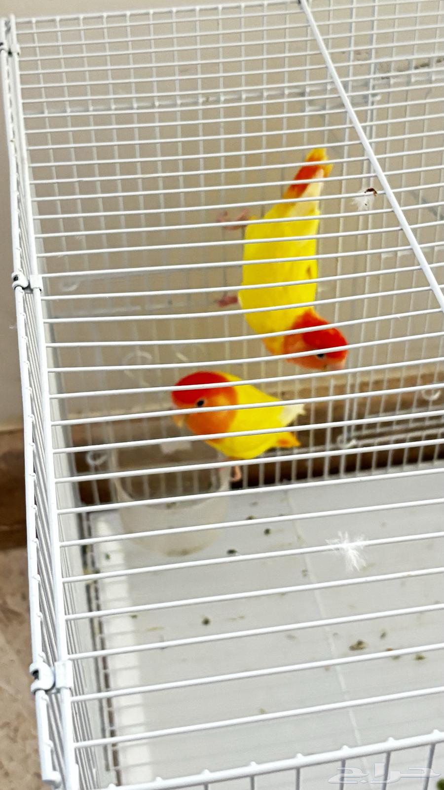 زوج طيور الروز للبيع64504626926721110