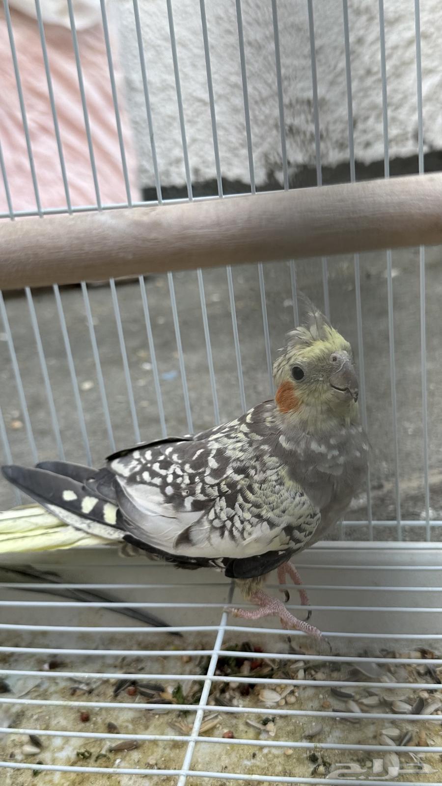 للبيع كروان فرخ64503871031299110