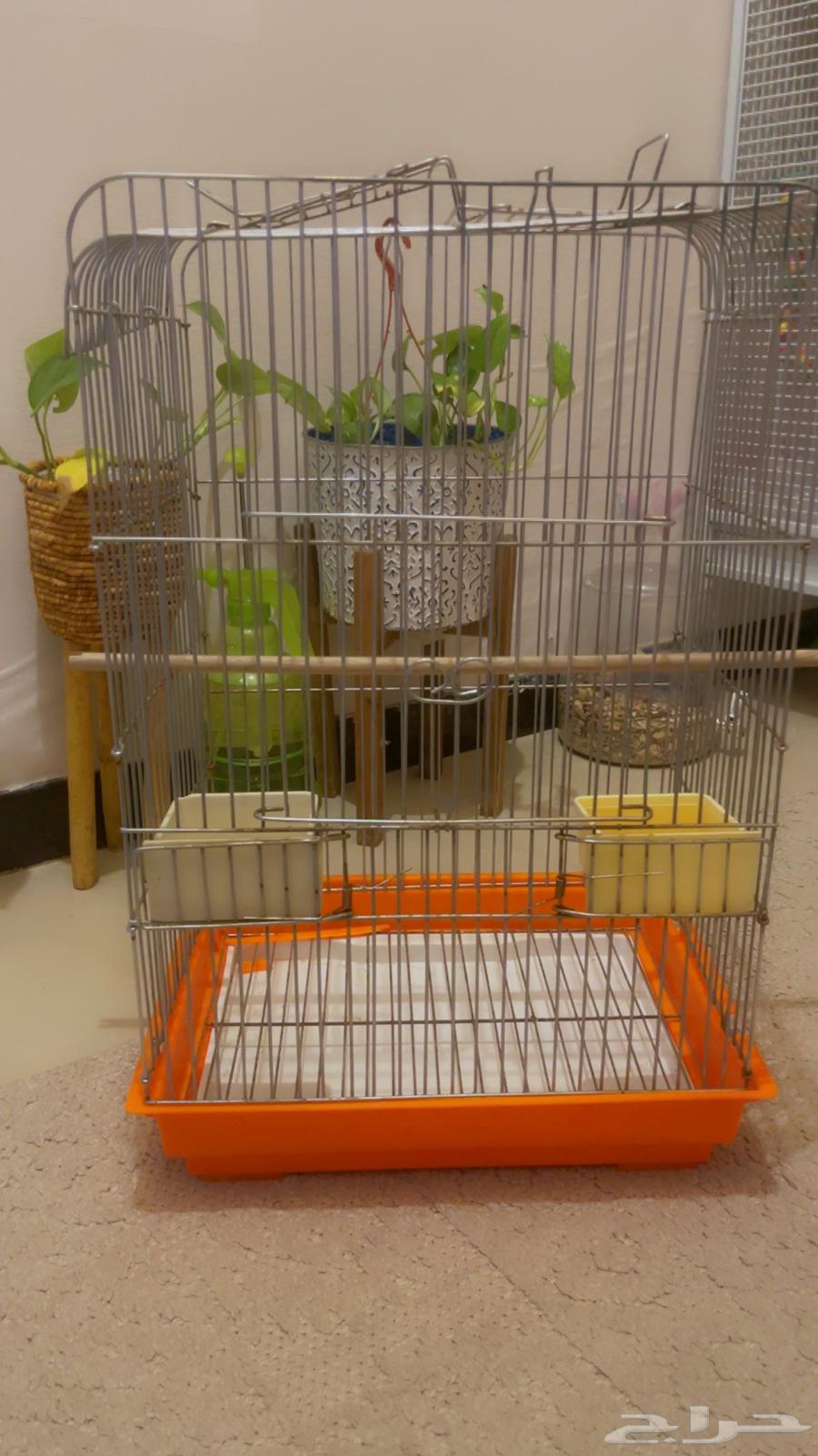 2 كروان أليف ومفطوم شامل القفص تم البيع64504064514563113
