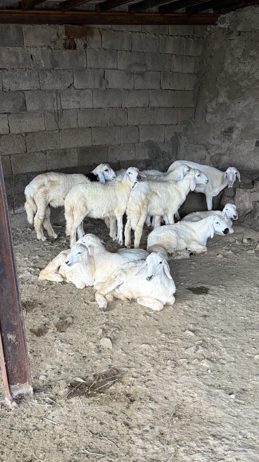 5 طليان و6 رخال64507445550466111