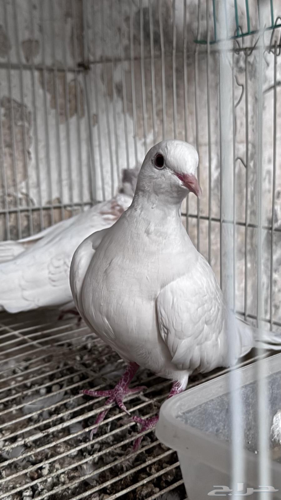 للبيع جوز قمري هولندي مع انتاجة64507949653633112