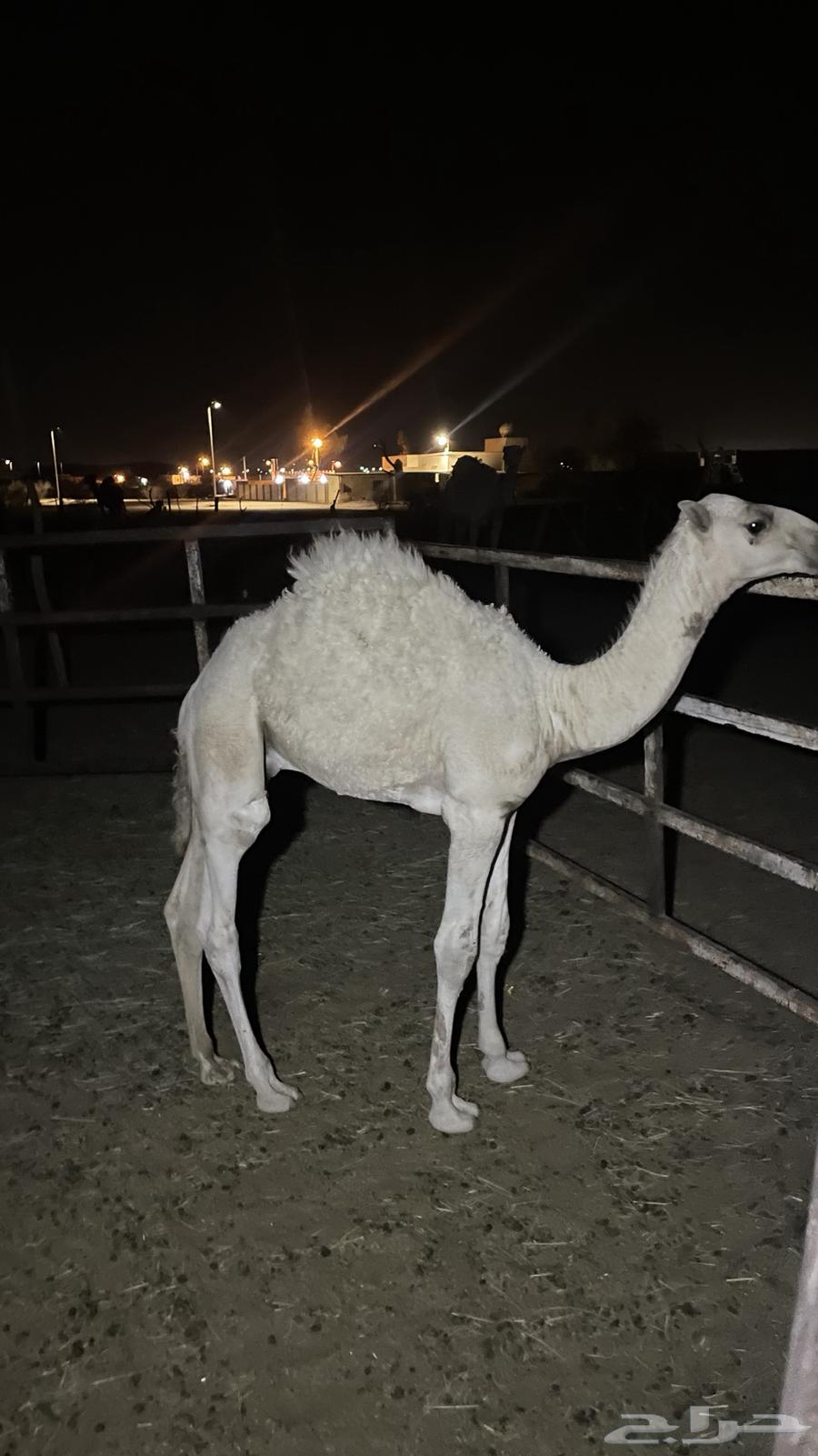 قعدان للبيع64509307197058112