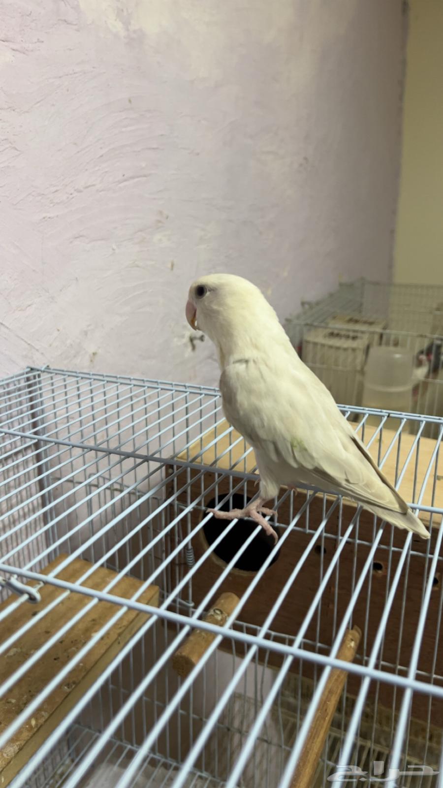 اجوز منتجه صحه ونضافه64508887791491111