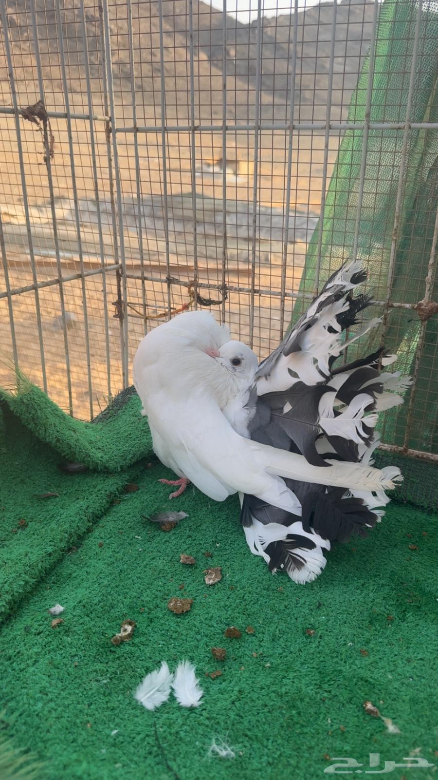 رقاص هولندي فناتيل64504517473794111