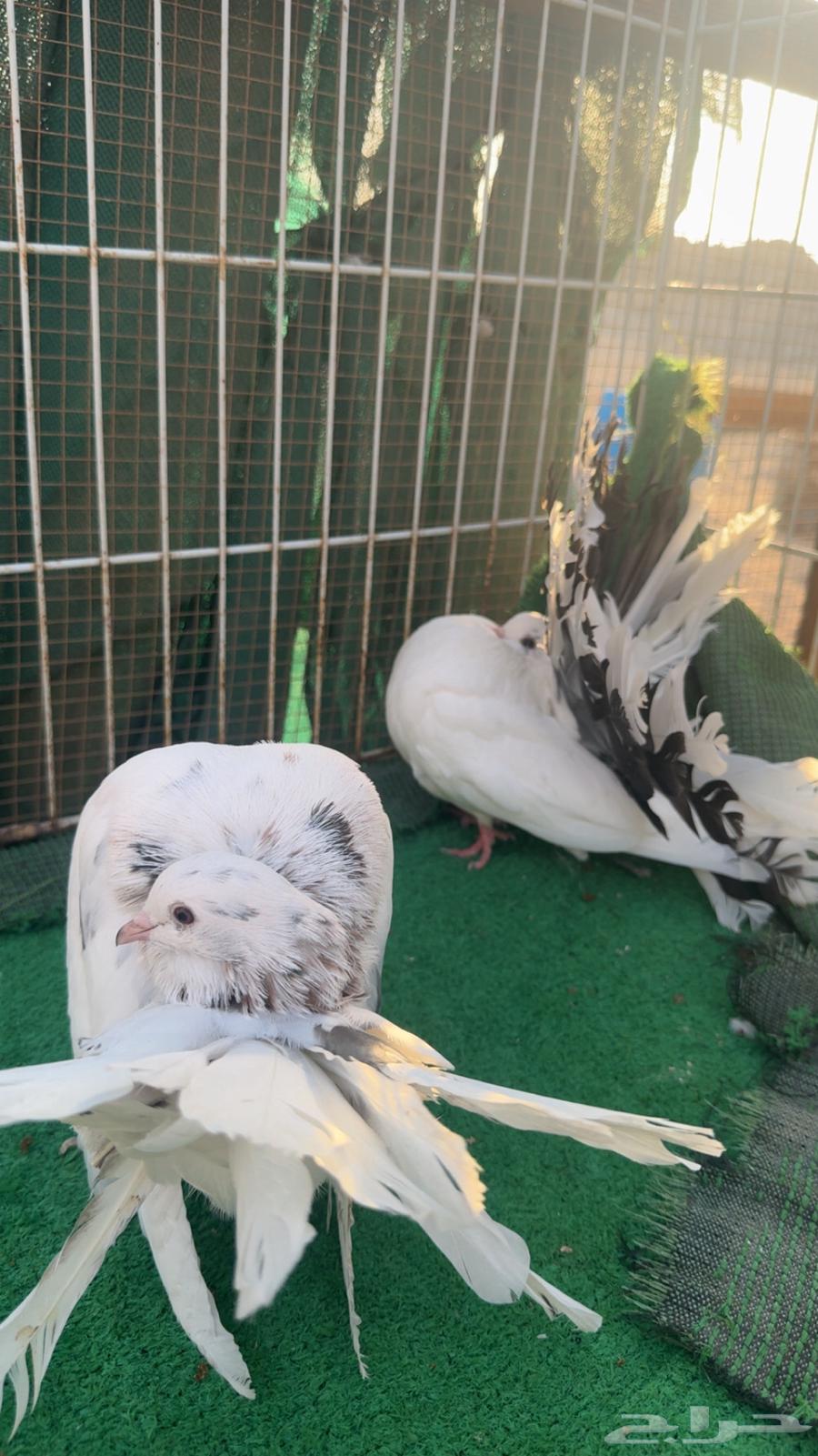 رقاص هولندي فناتيل64504517473794114