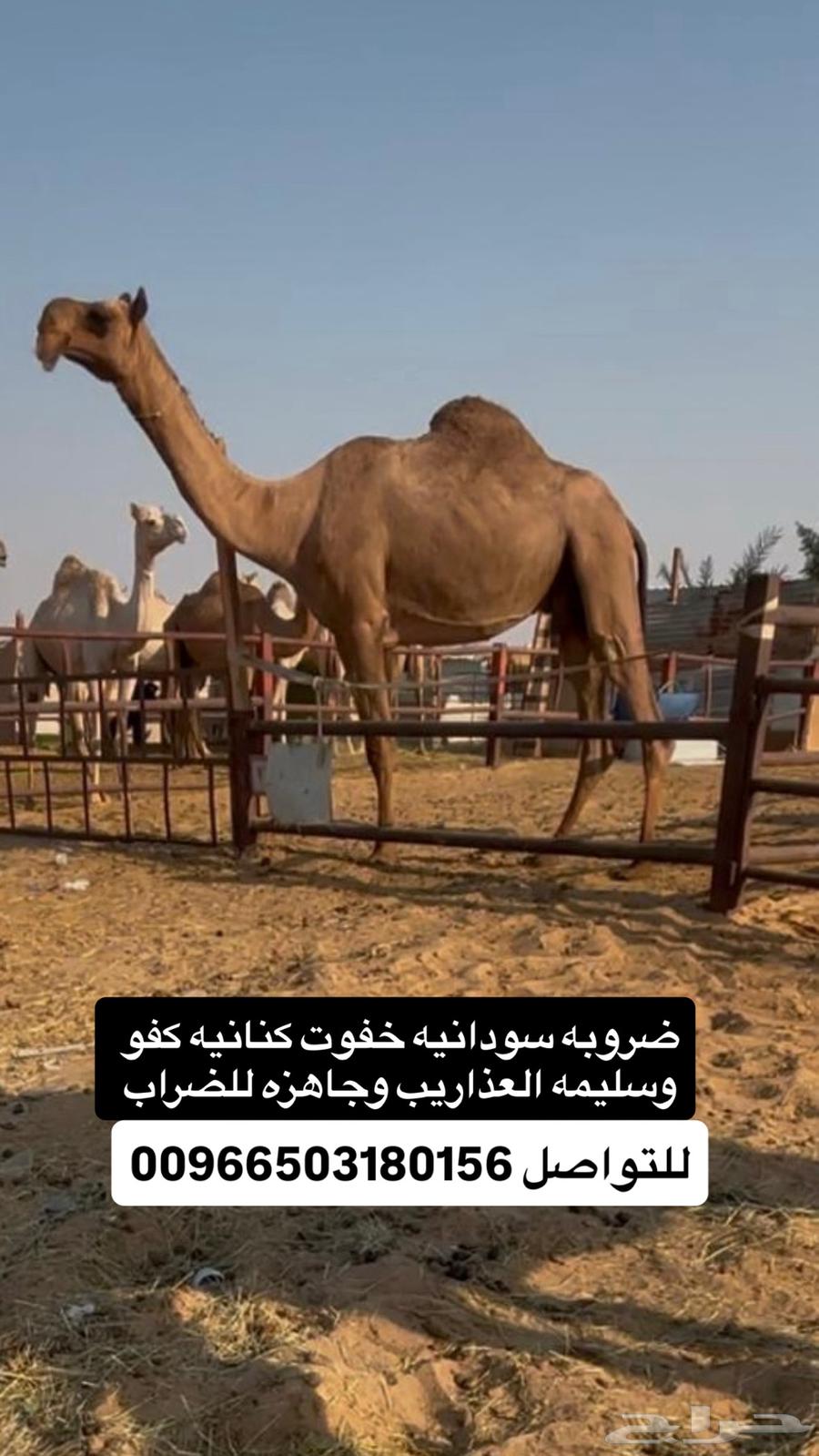 ضروبه سودانيه كنانيه كفو64507304970115110