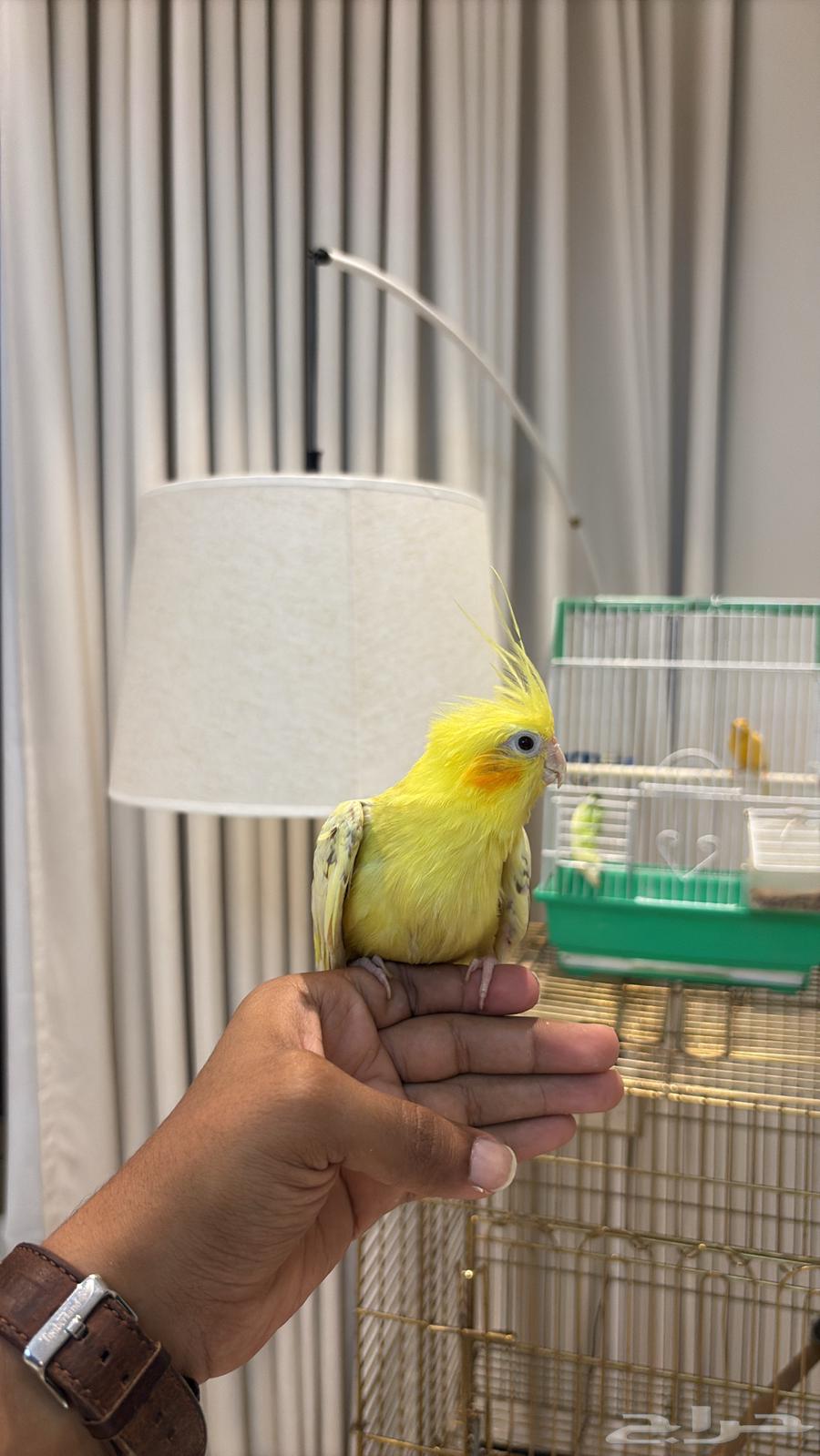 كروان أليفه هدد كوكتيل فراشه64509799544195110