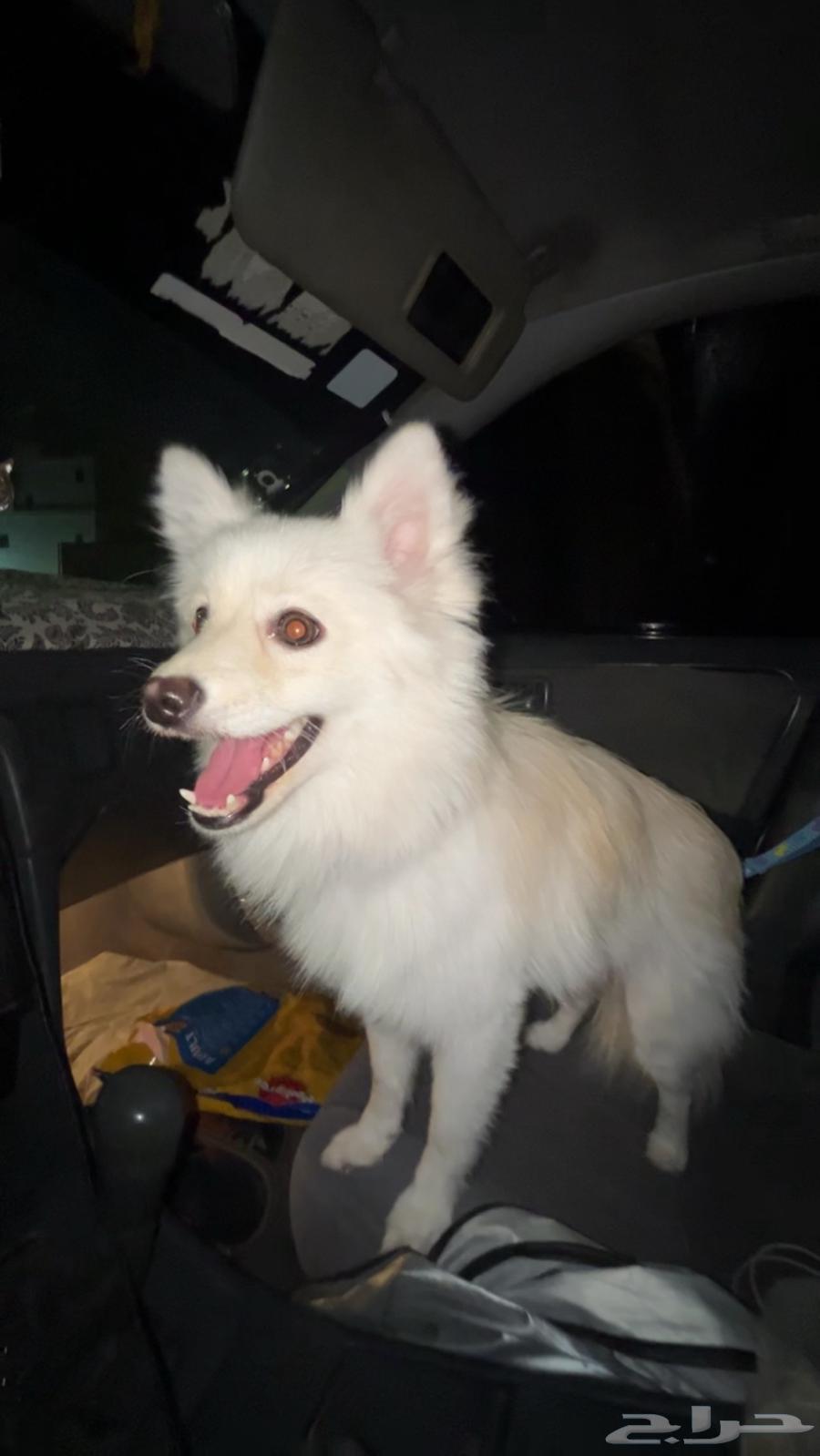 كلب للبيع مستعجل64503199916290111