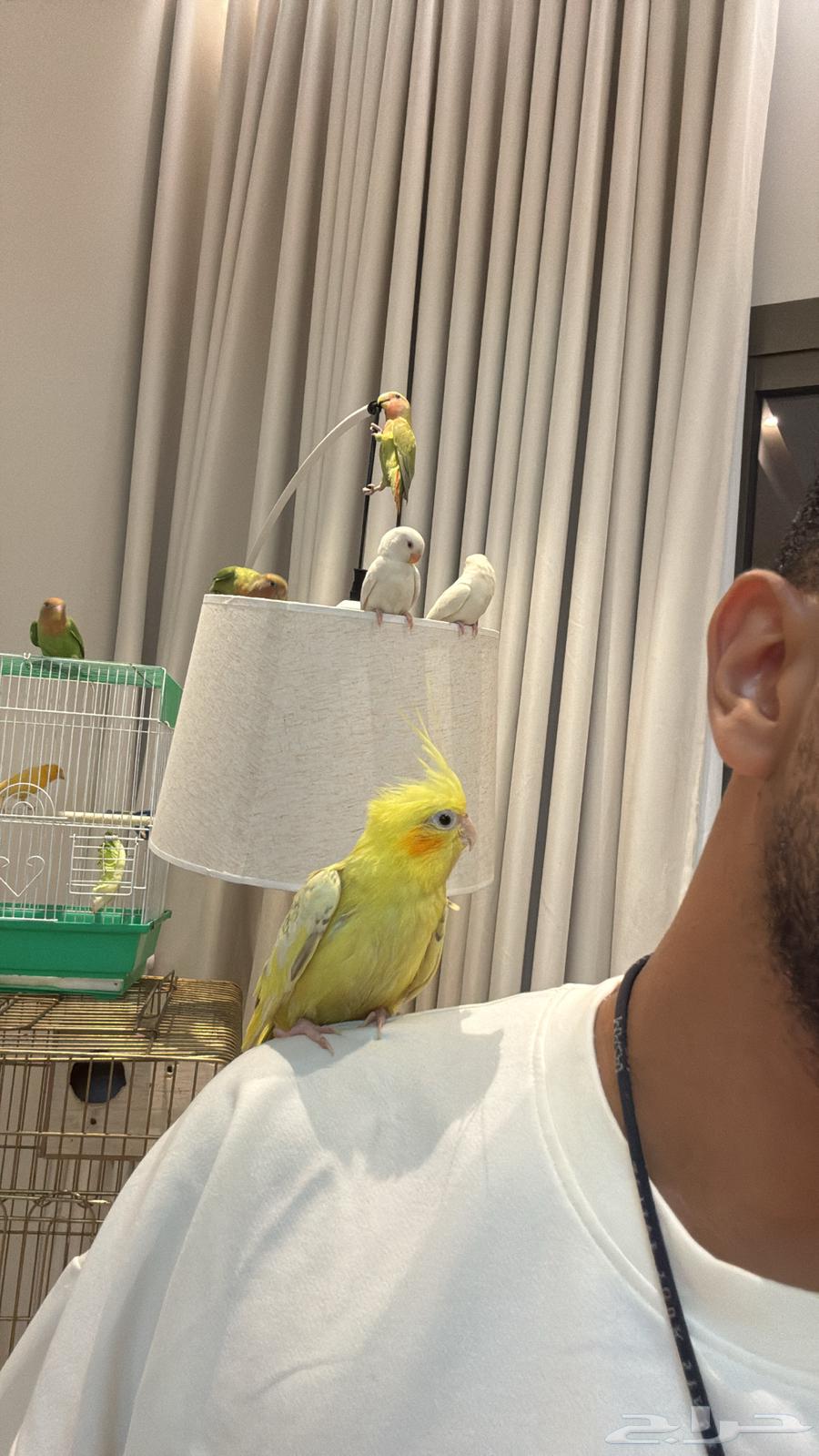 كروان أليفه هدد كوكتيل فراشه64509799544195113