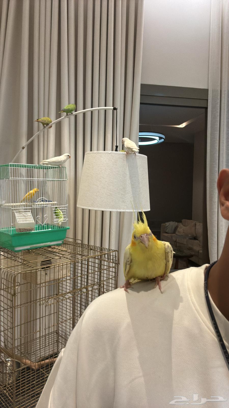 كروان أليفه هدد كوكتيل فراشه64509799544195111