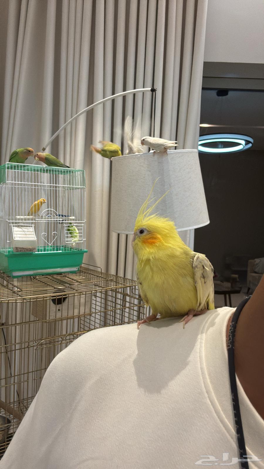 كروان أليفه هدد كوكتيل فراشه64509799544195112