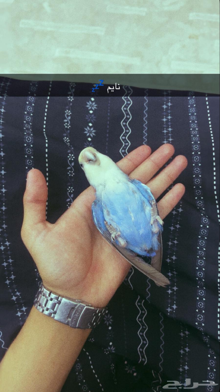 ببغاء روز للبيع عمره 7اشهر اليف64509588476035110