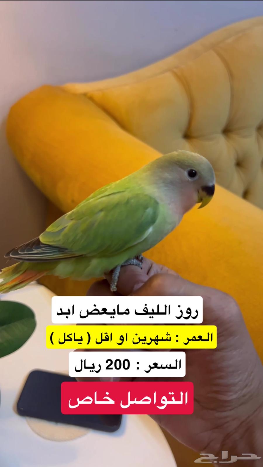 روز الليف ( بنفسجي - اخضر64509729097217114