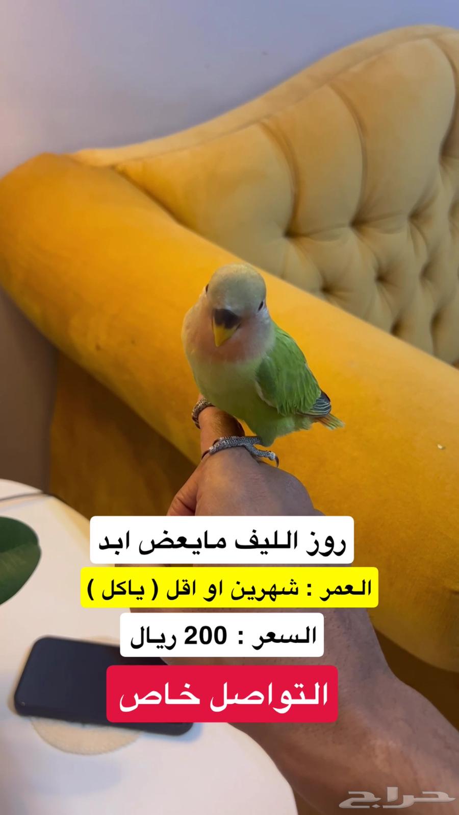 روز الليف ( بنفسجي - اخضر64509729097217113