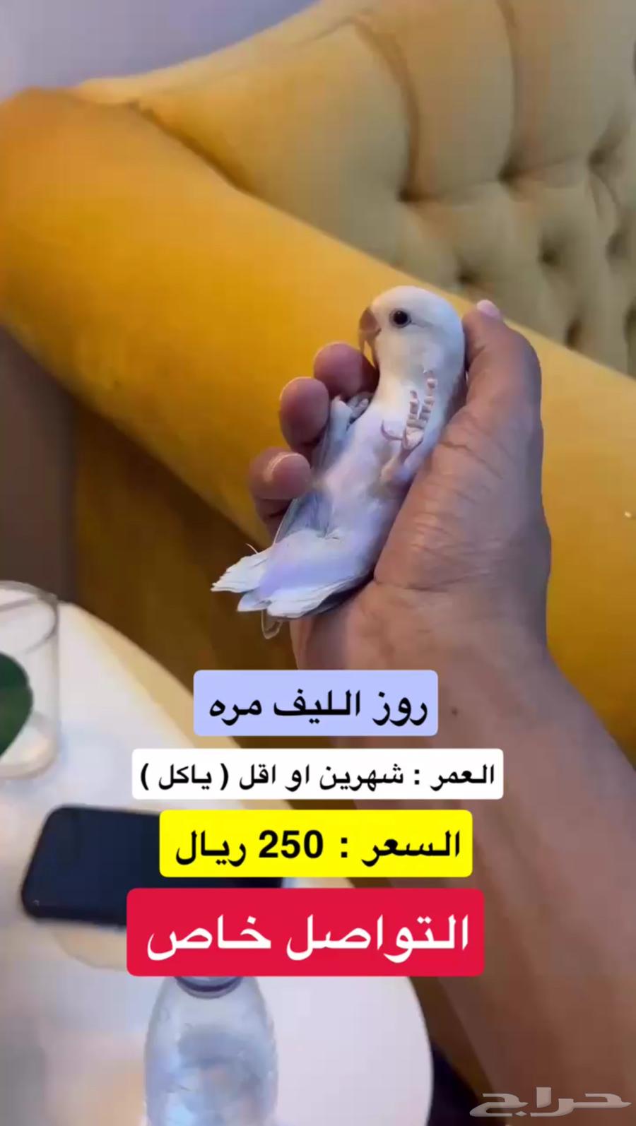 روز الليف ( بنفسجي - اخضر64509729097217112