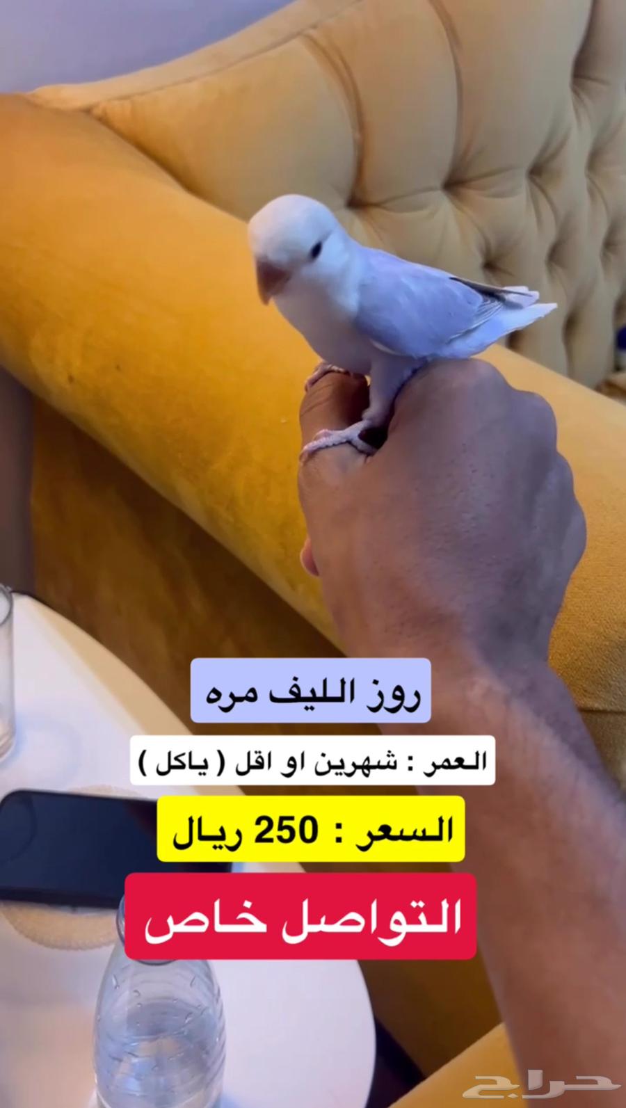 روز الليف ( بنفسجي - اخضر64509729097217110