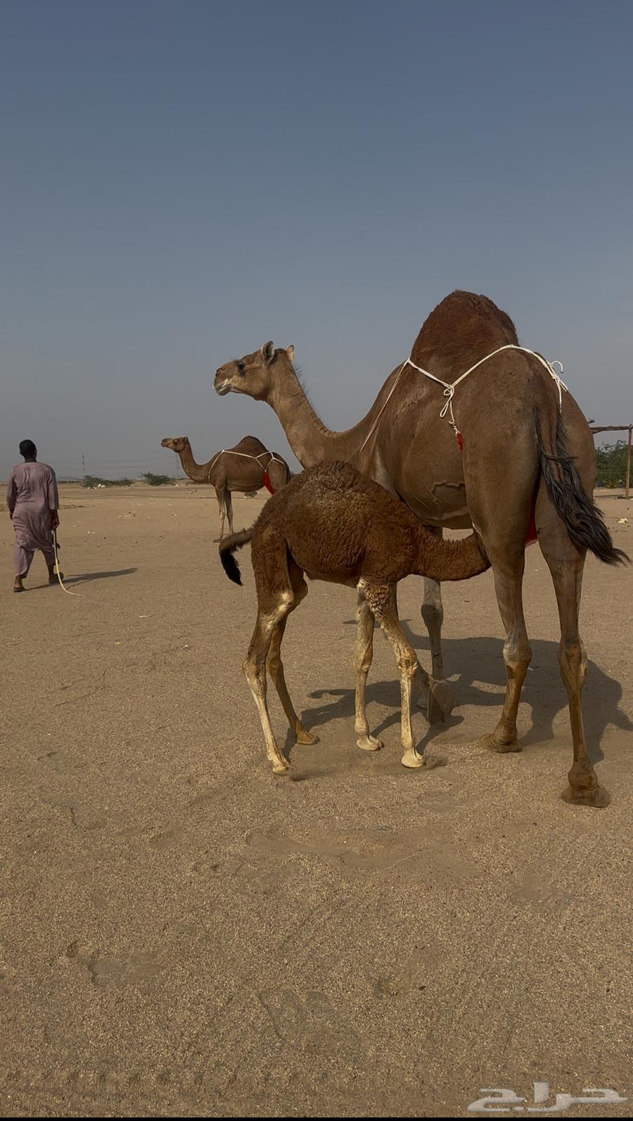 خلفه ساحليه مصغر معها قعود64506090212995111