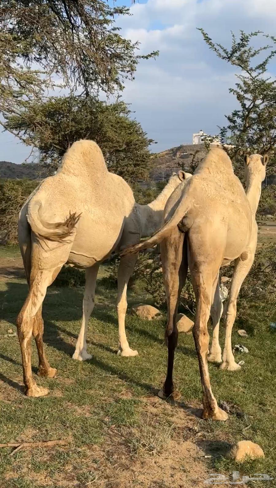 Apple and fresh dates, available (Sold)64508691579523110