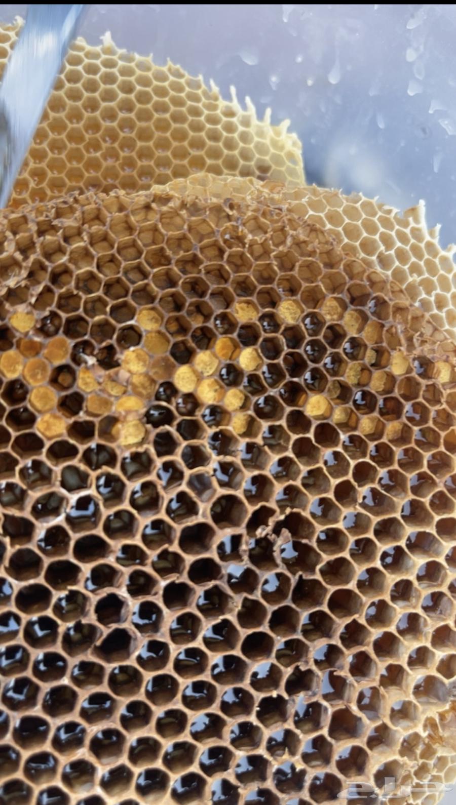 عسل جبلي صافي جديد من منحلي شخصيا64510479066371111