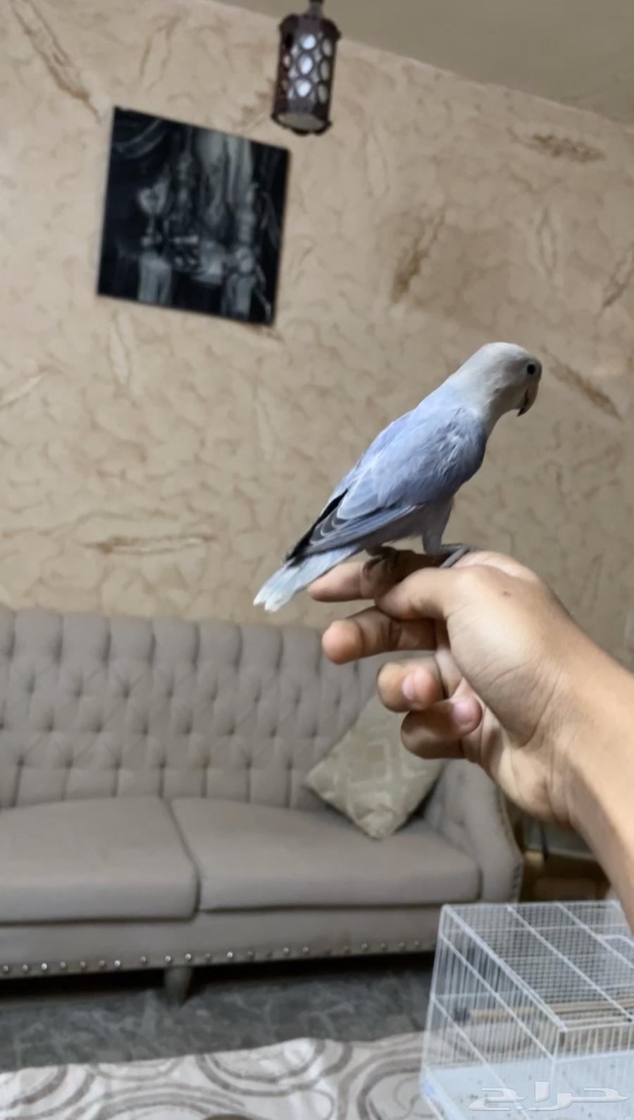 روز أليف أنثى64505370859522114