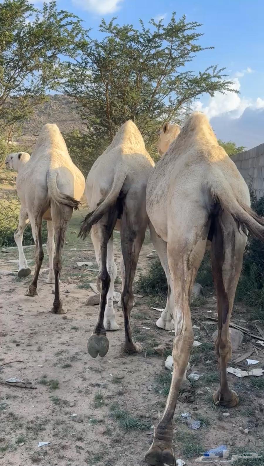 Apple and fresh dates, available (Sold)64508691579523112