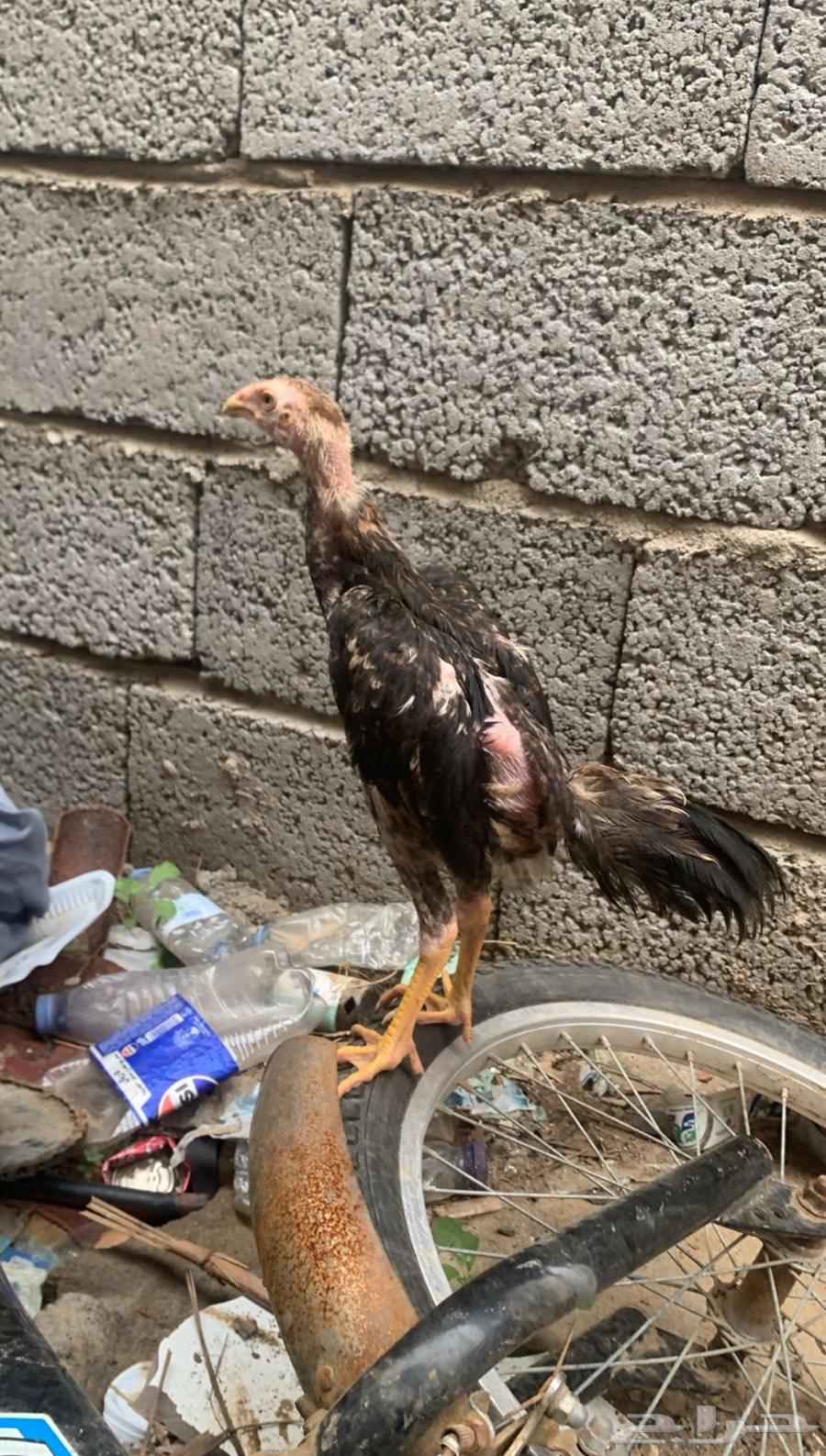 اثنين ديوك شامو للبيع التواصل للالصامل فقط64506315987459111