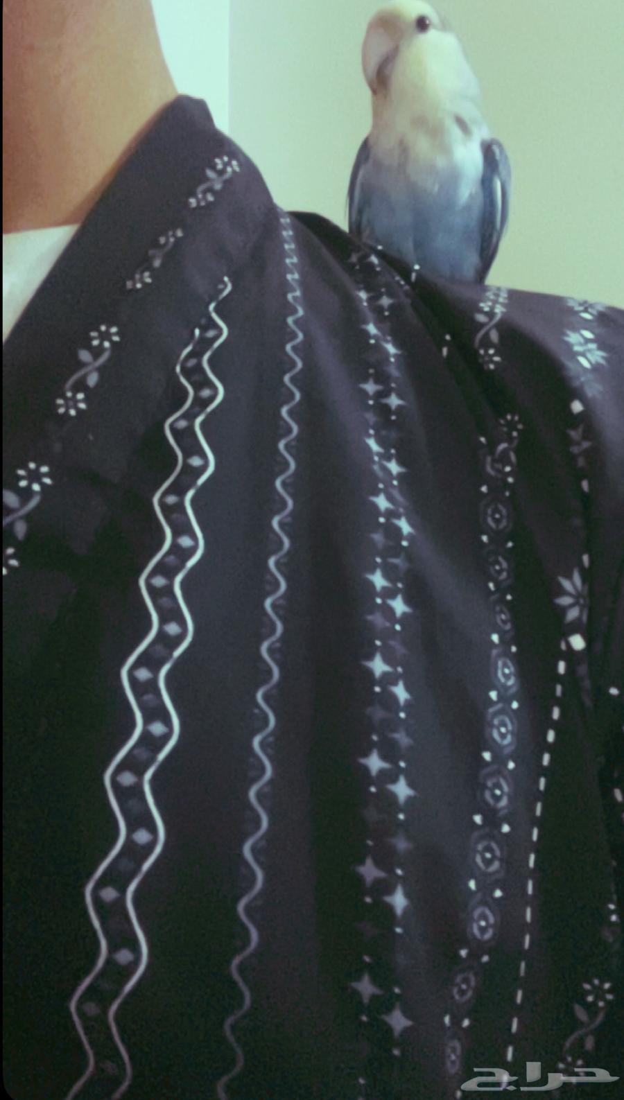 ببغاء روز للبيع عمره 7اشهر اليف64509588476035112