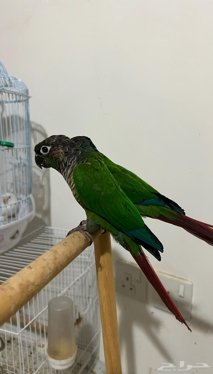 Knier Green Cheek Conure Parrot, Tames All and Lies on Its Back64506461063298112