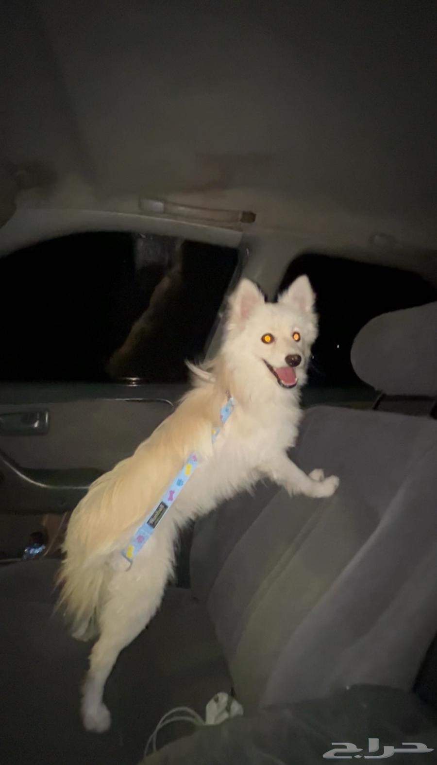 كلب للبيع مستعجل64503199916290110