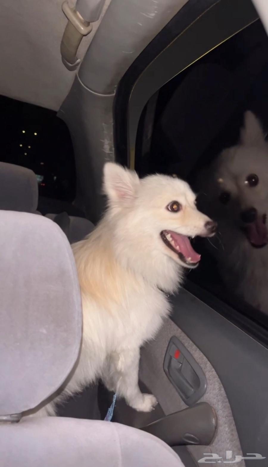 كلب للبيع مستعجل64503199916290112