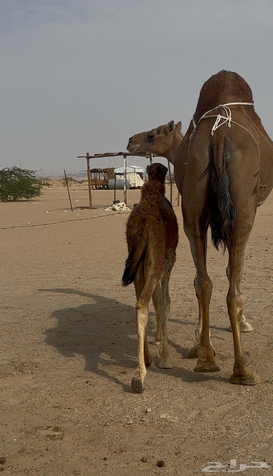 خلفه ساحليه مصغر معها قعود64506090212995114