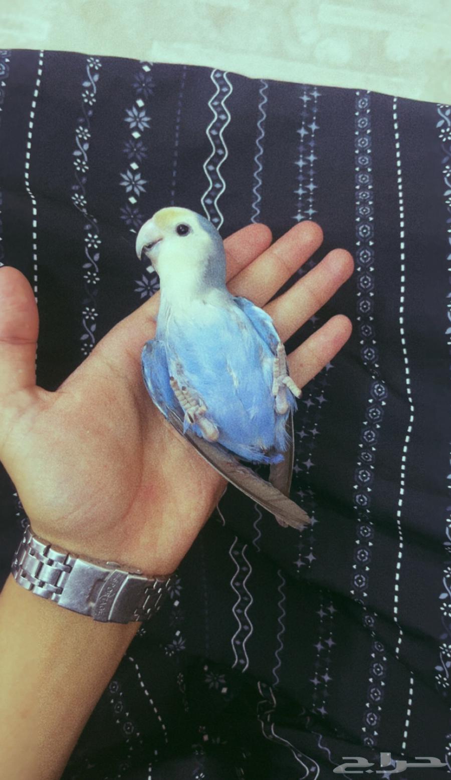 ببغاء روز للبيع عمره 7اشهر اليف64509588476035113