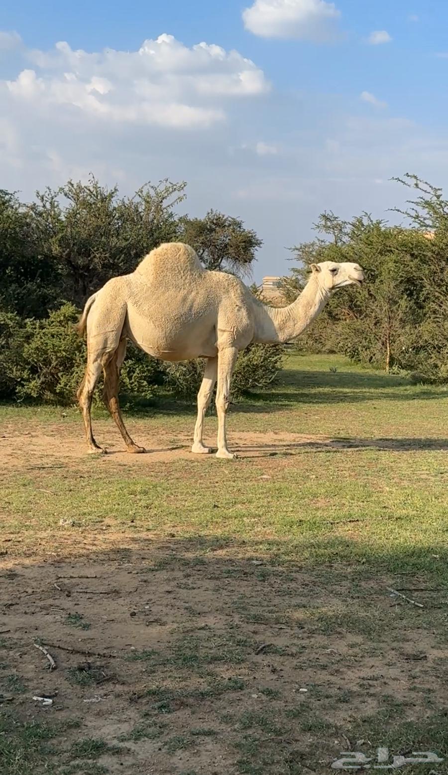 Apple and fresh dates, available (Sold)64508691579523113