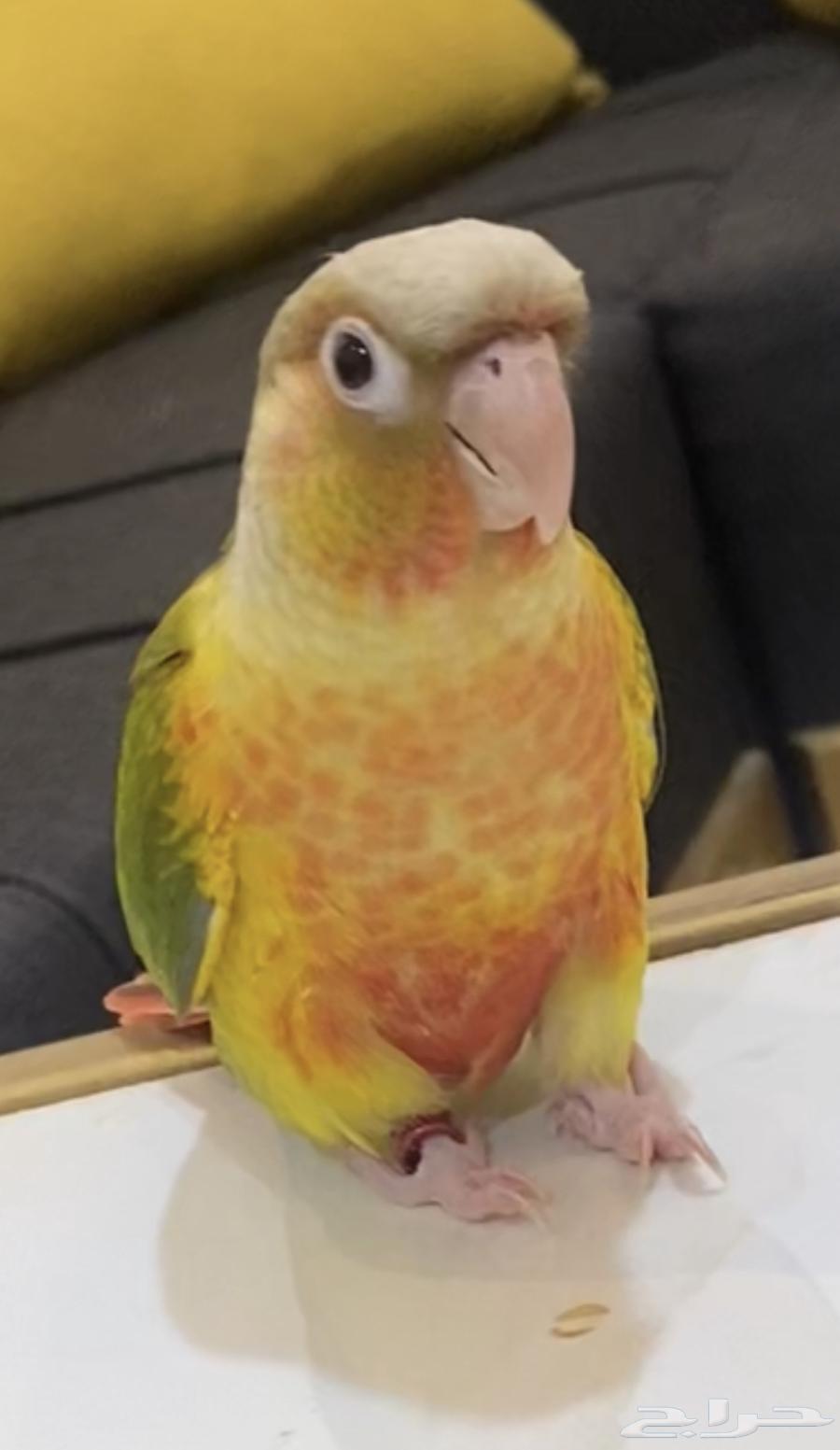 كنيور رد فاكتور اليف وا هدد64507431377155110