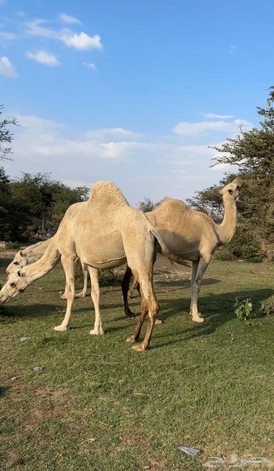 Apple and fresh dates, available (Sold)64508691579523111