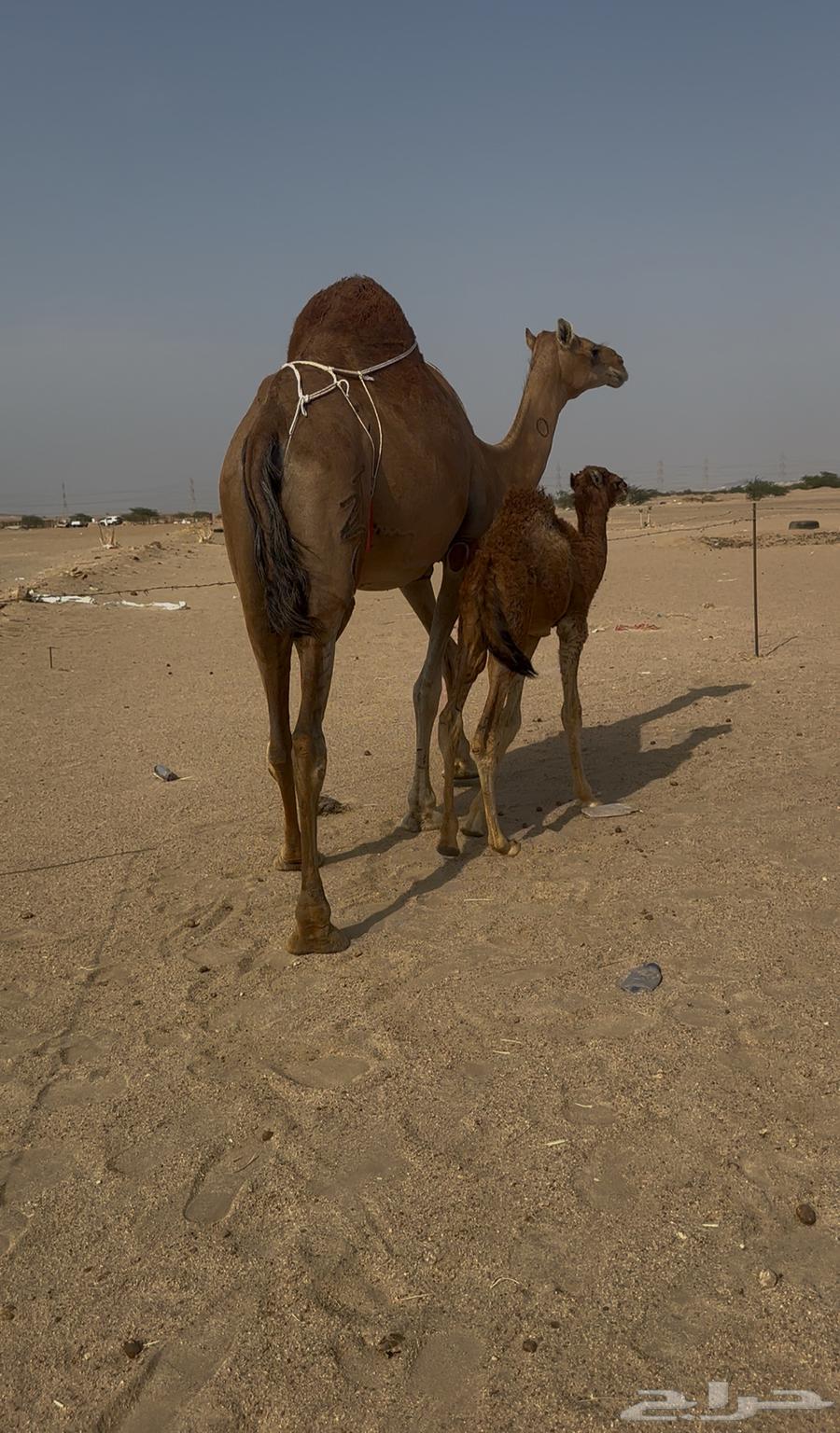 خلفه ساحليه مصغر معها قعود64506090212995112