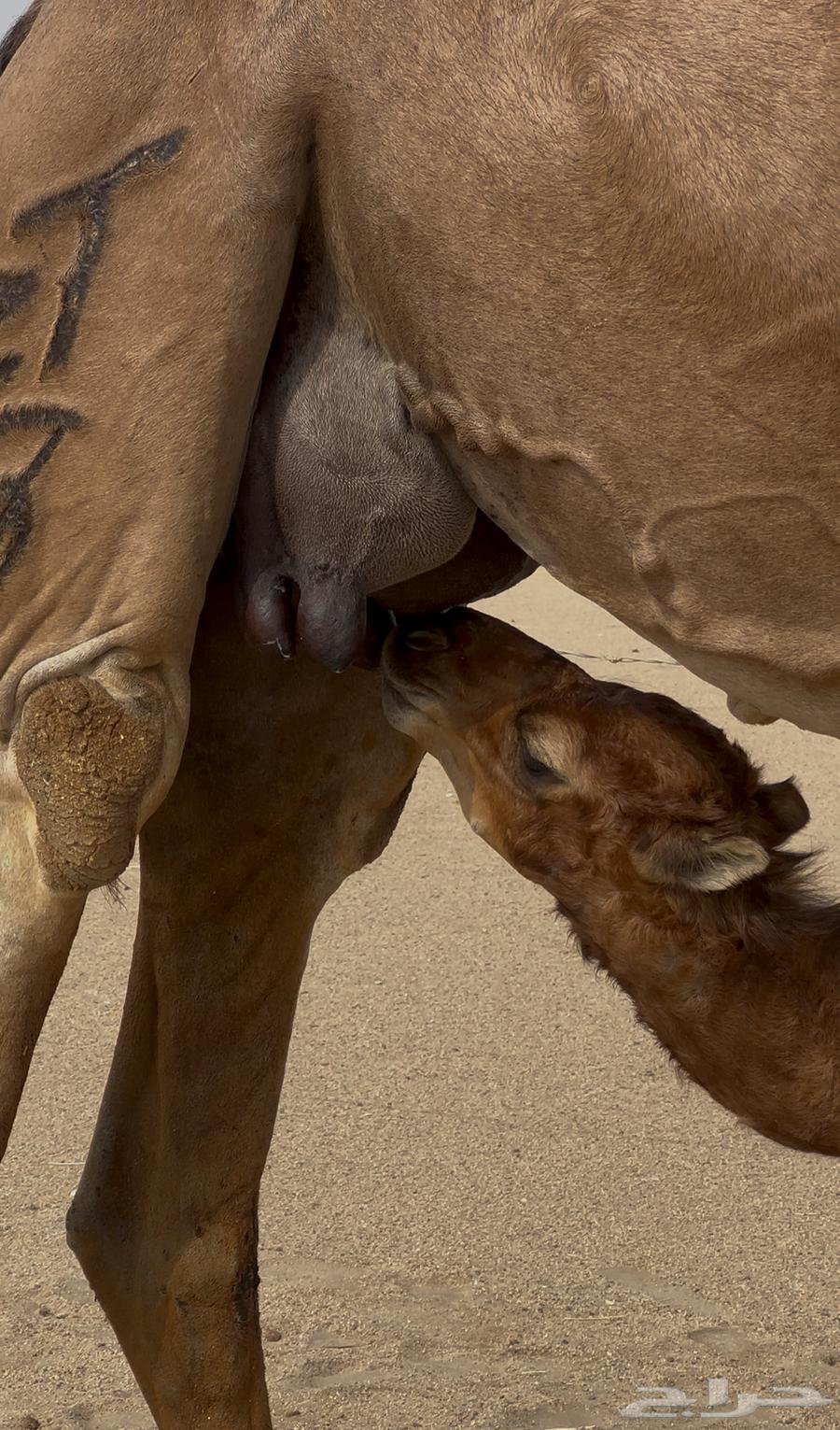 خلفه ساحليه مصغر معها قعود64506090212995110