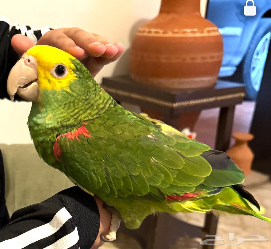 ببغاء دبل يلو هيد64504846558721110