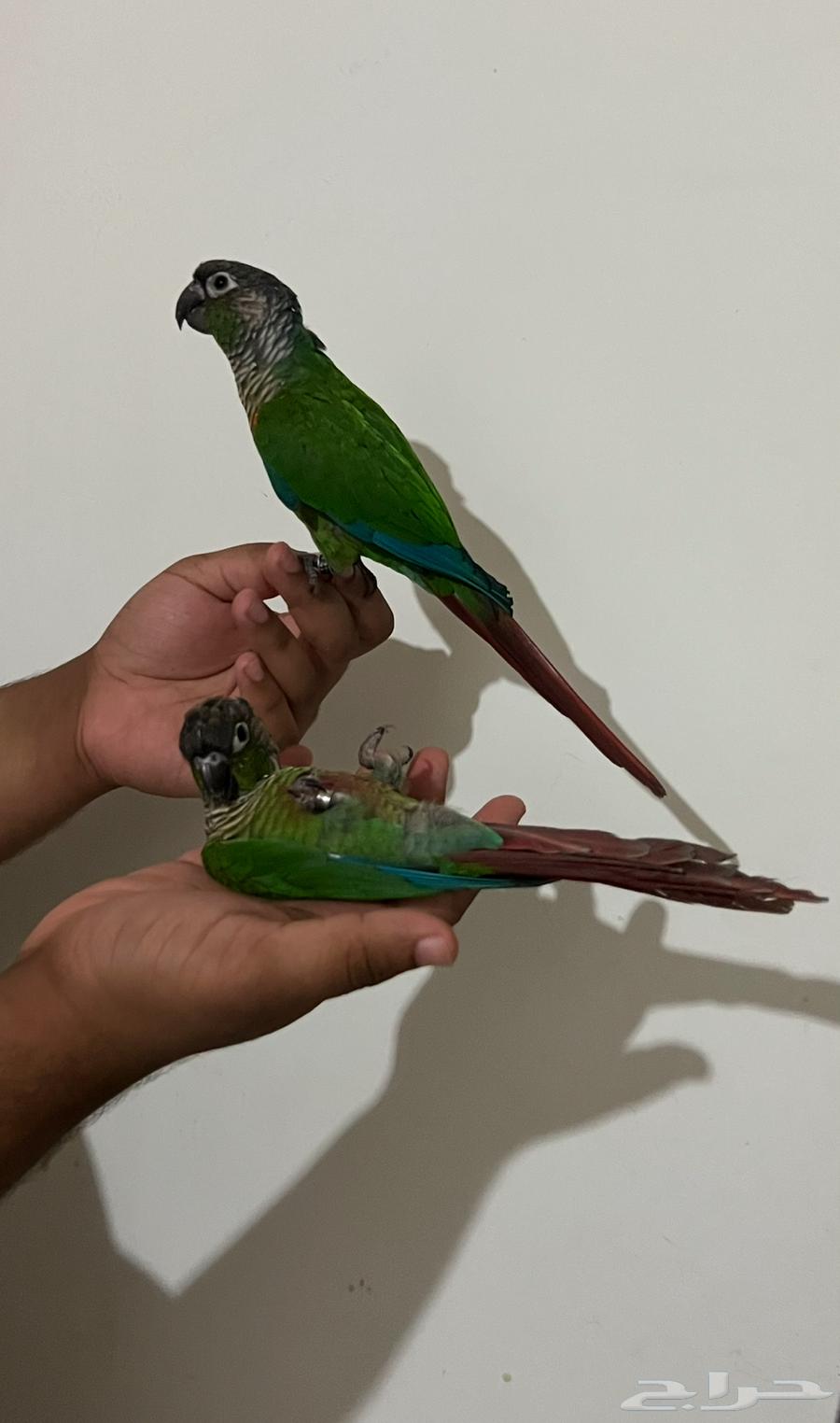 Knier Green Cheek Conure Parrot, Tames All and Lies on Its Back64506461063298111